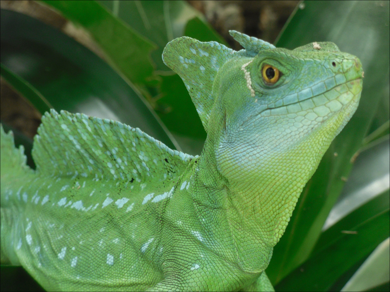 walk-on-water lizard